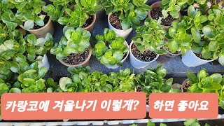 카랑코에 겨울나기 이렇게 해줍니다