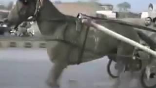 HORSE RACE NASEEBA WALI GORI VS CHARSI WACHARA HORSE RAWALPINDI