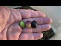 tim talks episode 28 olive harvesting and milling