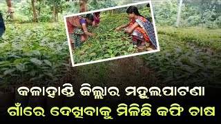 କଳାହାଣ୍ଡି ଜିଲ୍ଲାର ମହୁଲପାଟଣା ଗାଁରେ ଦେଖିବାକୁ ମିଳିଛି କଫି ଚାଷ // AKN NEWS