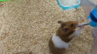 水を飲むハムスター hamster drinking water