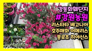 강원농원 #리스타타 베고니아 #이메리스#수채화고무나무 누운주름 쥬리안 다량 준비됨