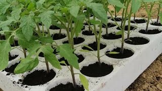 Preparation of tomato seedlings