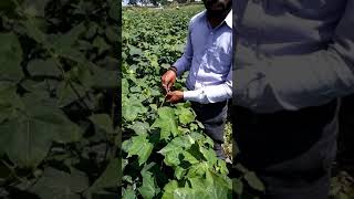 Cotton Shoot weevil damage at Palikoppa