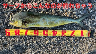 サーフでデカシイラが釣れた