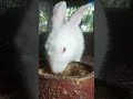 cute rabbit funny rabbit eating food short video