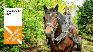 Ecologisch bosbeheer met trekpaarden: demonstratie voor Bosgroep Houtland in bossen ‘t Slot van Male