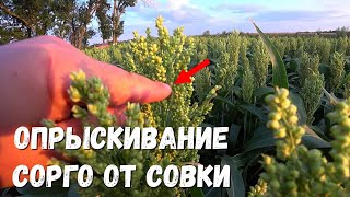 Совка на Белом Зерновом Сорго/Опрыскивание Сорго  от Совки/Защита Белого зернового Сорго.