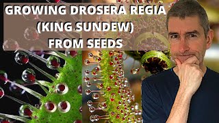 GROWING DROSERA REGIA (KING SUNDEW) FROM SEED - \u0026 some amazing facts!