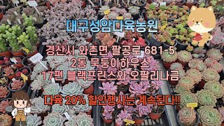 대구성암다육농원  2동 묵둥이하우스  -  17편 블랙프린스와 오팔리나금