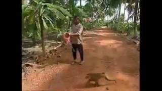 Monkey catch cocunut