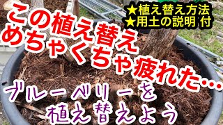 【めっちゃ大変】台切りしてあった大鉢ブルーベリーを植え替えしたョ💦  植え替え方法や用土等の解説有り🤭【ノンノンベリー】