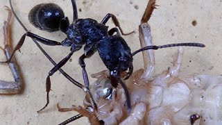 Three horizontal ants,Can the catch a cricket？ 三只横纹猛蚁，能否捕食一只蟋蟀