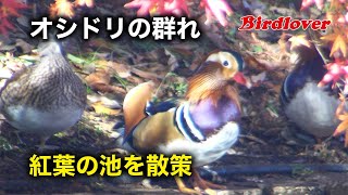 紅葉の池でオシドリの群れに遭遇