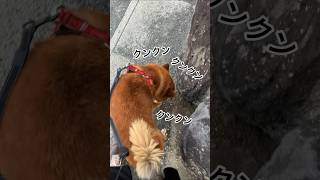 お散歩中に、メロディが聞こえた遠吠え犬…どうする？ #柴犬 #柴犬のいる暮らし #柴犬の日常 #お散歩 #力丸