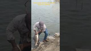 Hook fishing🎣. unique fisherman catching big rohu fish in the river. 🐠amazing fishing video🐠