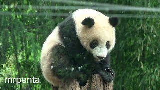 今日のシャンシャン　５月２９日　上野動物園　香香　パンダ