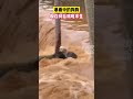 第183集17月22日，河南新乡，暴雨中的狗狗躲在树后艰难求生