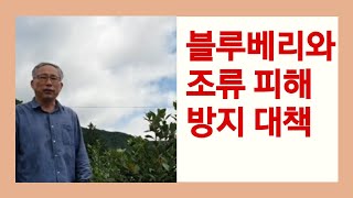 블루베리 재배 조류(새)피해 발생과 예방대책