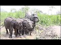 the future of the wild elephant calves at cwrc