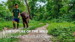 The Future of the Wild: Elephant Calves at CWRC