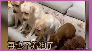 Seven家五隻狗520送給姥爺的驚喜🤣🤣🤣Labrador seven 💕♥️💗seven是拉布拉多