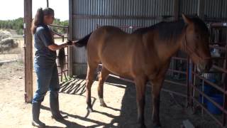 15-Sec Quadriceps Strengthening Exercise For Horses