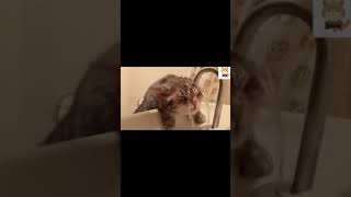 水の飲み方がかわいすぎる猫【A cat whose way of drinking water is too cute】 #shorts