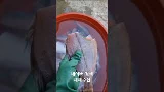 통통히 살오른 제절 참가자미