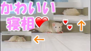 【fancyrat】みて！家に慣れたファンシーラットは床でも寝るよ〜