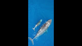 Whale Season on Maui | Maverick Helicopters