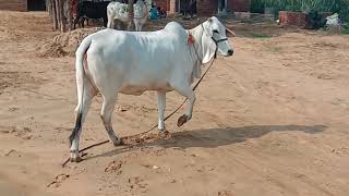 Pure tharparkar cow