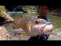 berburu sapan di arus deras sungai atan mancing mania strike back 02 09 23 part 1