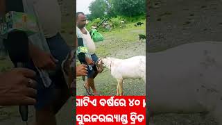 ସୁଇଜଲ୍ୟାଣ୍ଡ ବ୍ରିଡ ଗୋଟିଏ ୪୦kg।।#suijarlandBridGoat।।#Goat farming।। #odisha