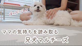 不貞腐れた2歳児に疲れてしまったママを慰めに駆け寄ってくれる兄犬マルチーズ 【子供と犬vlog】