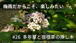 【#26  梅雨の楽しみ、挿し木します】ローメンテナンスな庭作り｜ナチュラルガーデン｜田舎暮らし｜宿根草