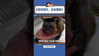 你知道的，我很少用丑的出奇形容形容一只猫#猫咪 #丑 #万万没想到#shorts