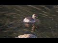 カイツブリ狛江地区往路 2025 02 13 カイツブリ 野鳥 birds wildlife nature 自然観察ぶらり散歩