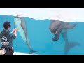 沖縄　美ら海水族館　海洋博公園イルカショー【オキちゃん劇場】