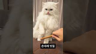 내 손을 눌러준다고?! 고양이의 뜻밖의 도움 😍 Cat Presses My Hand?! Unexpected Help 😍