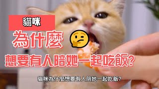 貓咪為什麼想要有人陪她一起吃飯?