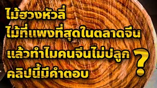 ไม้ฮวงหัวลี่ไม้ที่แพงที่สุดในตลาดจีน แล้วทำไมคนจีนไม่ปลูก 065-1210124 คุณปอนด์