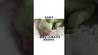 世界に3匹しかいなかった犬を出産した理由