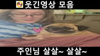 웃긴영상 레전드 짤 (엄살대마왕 강아지, 깡패 고양이)