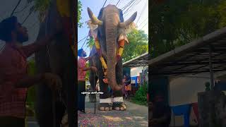 meenad Vinayakan//#elephant #shorts മീനാടൻ