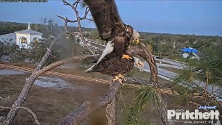 SWFL Eagle Cam 2-22-23.  M15 takes a step forward in bonding/acceptance of R23-3; bonding on attic.