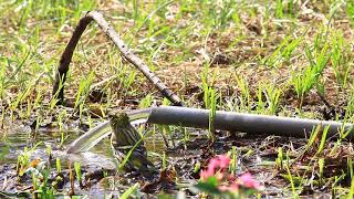 Eurasian siskin taking hot spring bath, 黃雀洗溫泉浴