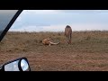 11.8.22 king u0026 queen maasaimara wildlife сафари lion лев wazimbatravel @shawnotiato