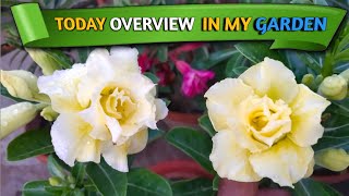 My Adenium Garden Overview // How to Shape adenium plant