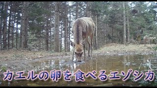 ある意味衝撃映像？　たぶん本邦初公開？　カエルの卵を食べるエゾシカ　ヒグマも登場　エゾアカガエル　Brown Bear Trail camera　北海道ヒグマチャンネル　ヒグマ　羆